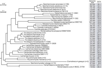 From Genome Variation to Molecular Mechanisms: What we Have Learned From Yeast Mitochondrial Genomes?